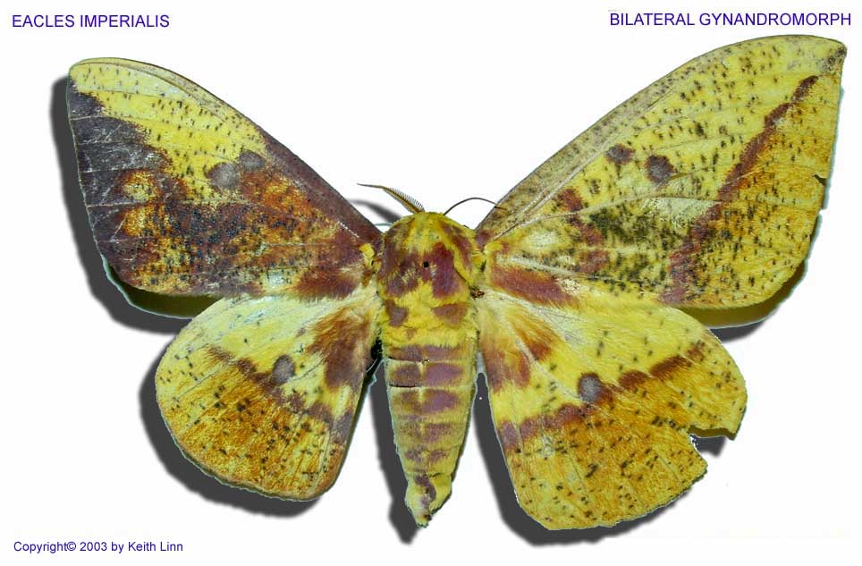 Eacles imperialis bilateral gynandromorph (Internet Image property of respective owner, non-commercial use only)